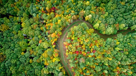 Aerial view of winding path through colorful forest